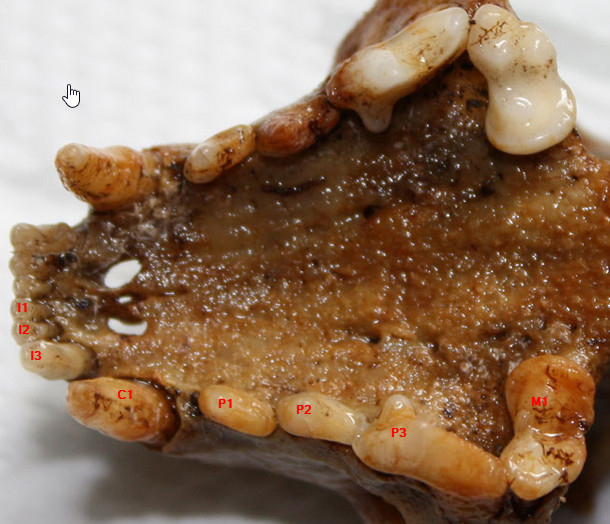 Cranio: mustelide? Martes cfr foina