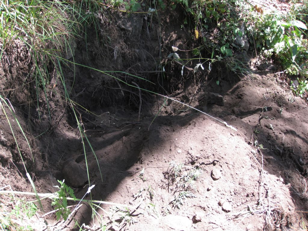 buchette di attivit� trofica