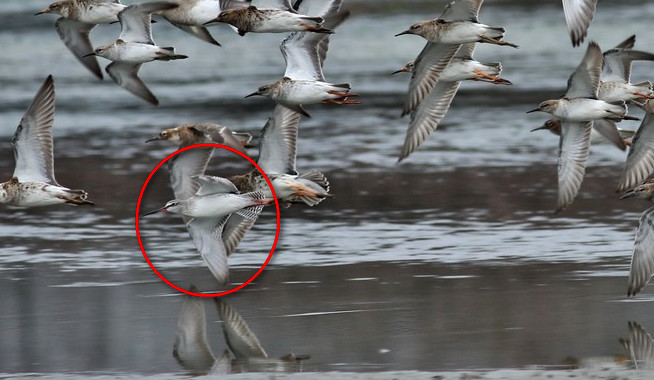 Tempo di migrazione, Pittime reali,Cavalieri,Combattenti e ...