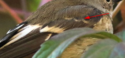 Aiuto identificazione passeriforme