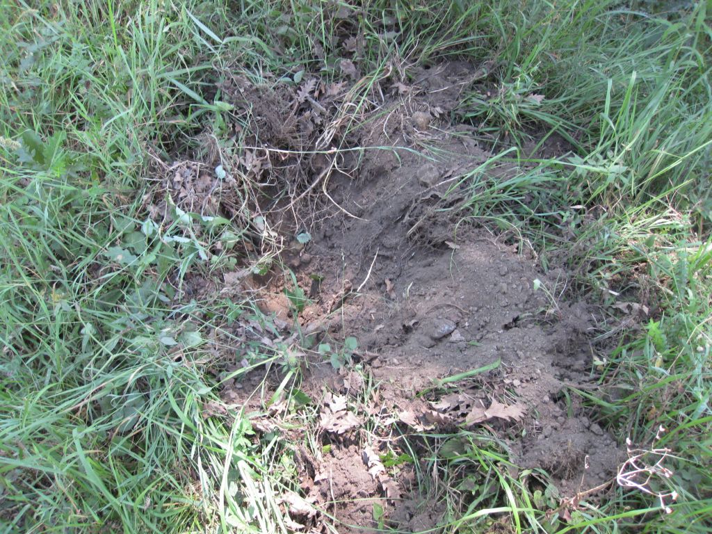 buchette di attivit� trofica