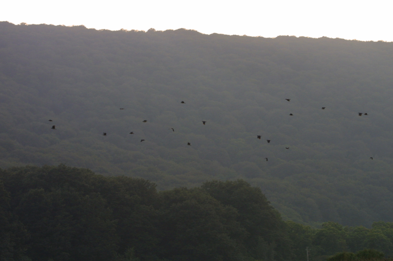 cornacchie al tramonto