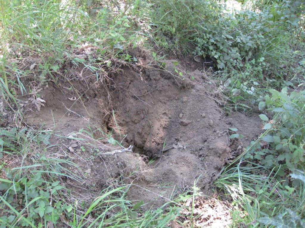 buchette di attivit� trofica