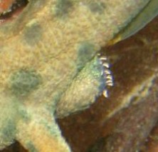 Triturus carnifex