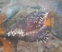 Triturus carnifex
