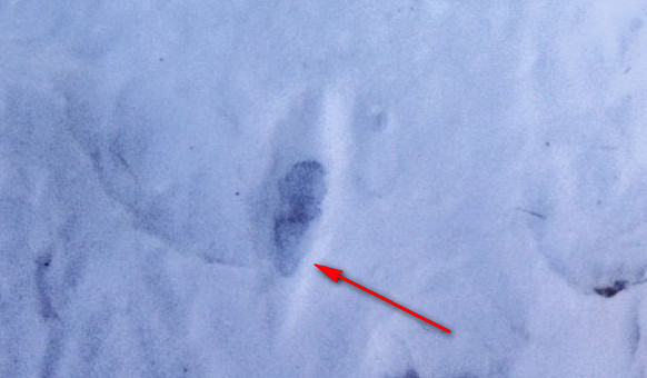 Help! Orme sulla neve da riconoscere