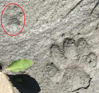 Impronte da determinare