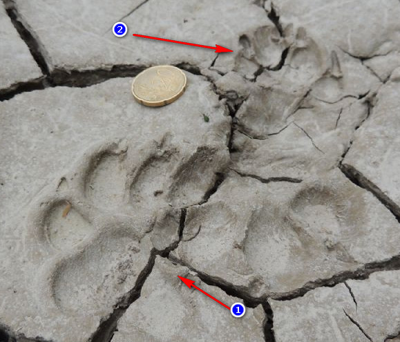 Impronta di.... tasso ?