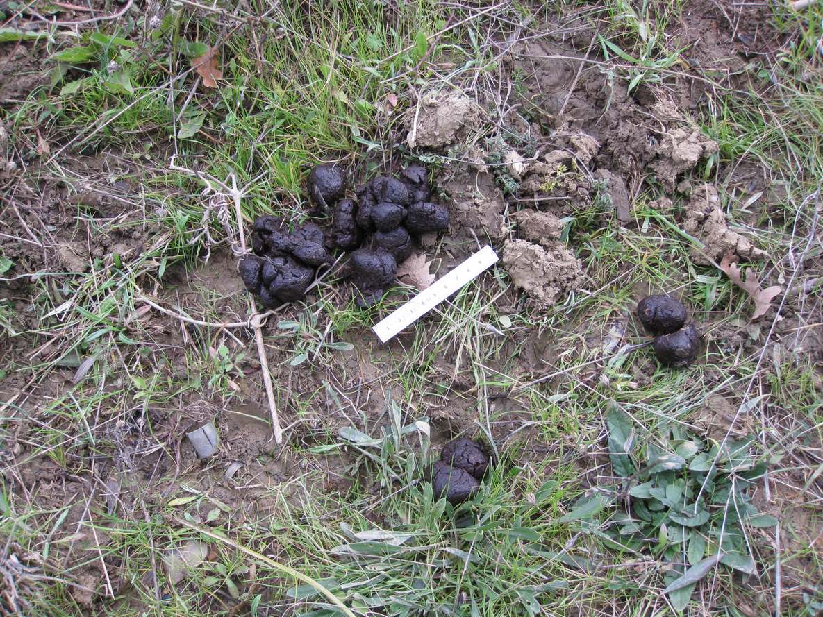 orme - feci e aiuto id