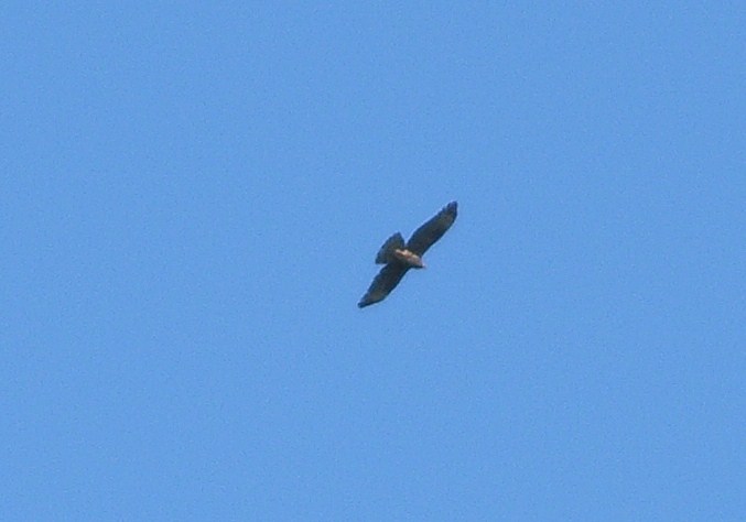 identificazione rapace diurno