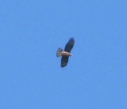 identificazione rapace diurno