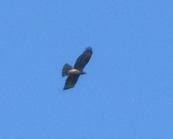 identificazione rapace diurno