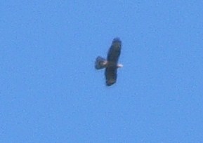 identificazione rapace diurno