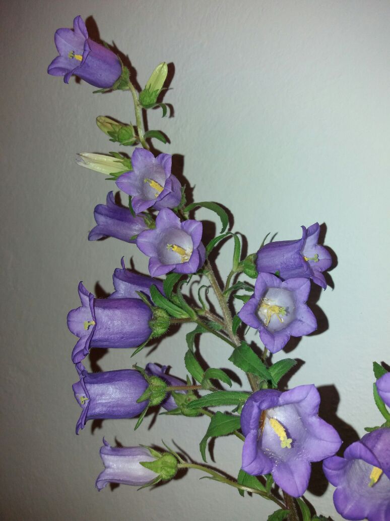 Campanula medium