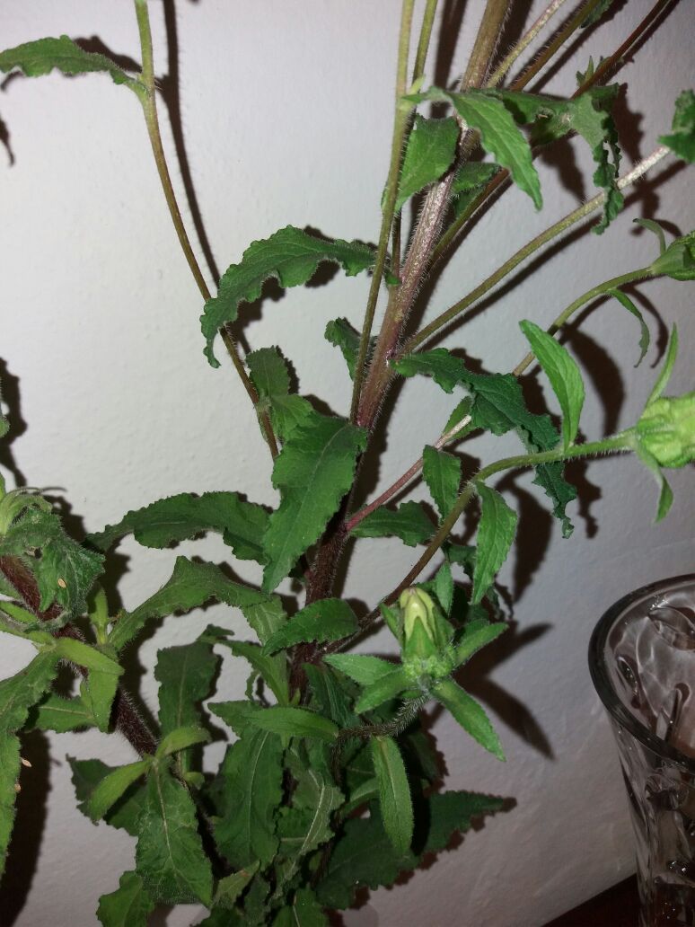 Campanula medium
