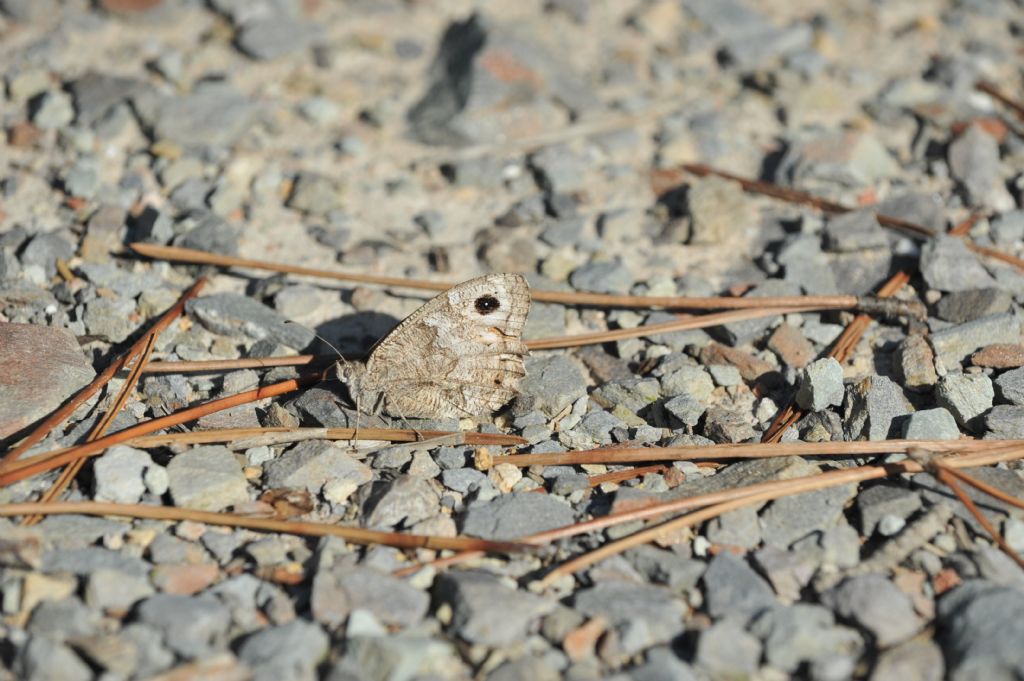 Hipparchia statilinus, femmina  - Nymphalidae Satyrinae