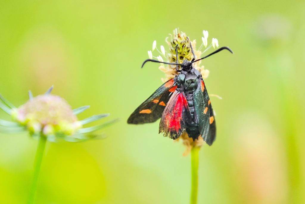 Identificazione Zygaena:  Zygaena transalpina