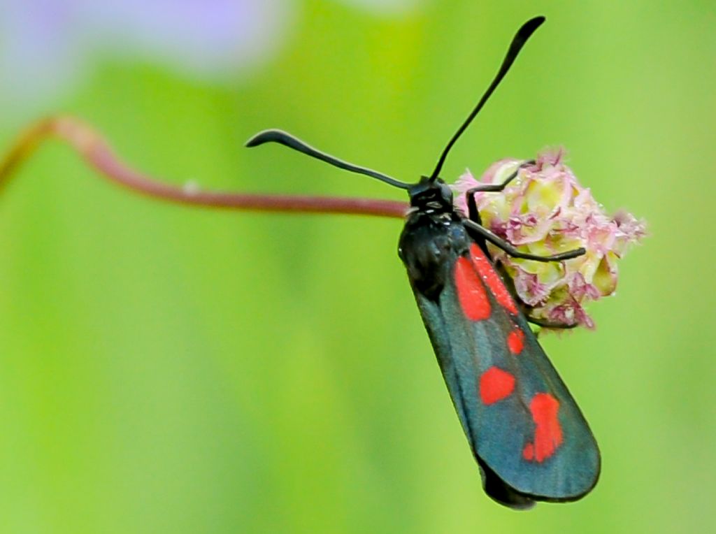 Identificazione Zygaena:  Zygaena transalpina