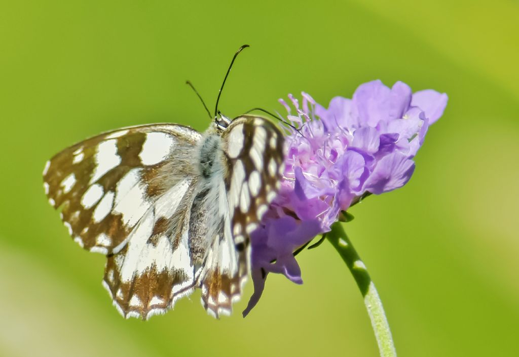 Melanargia galathea - Nymphalidae Satyrinae