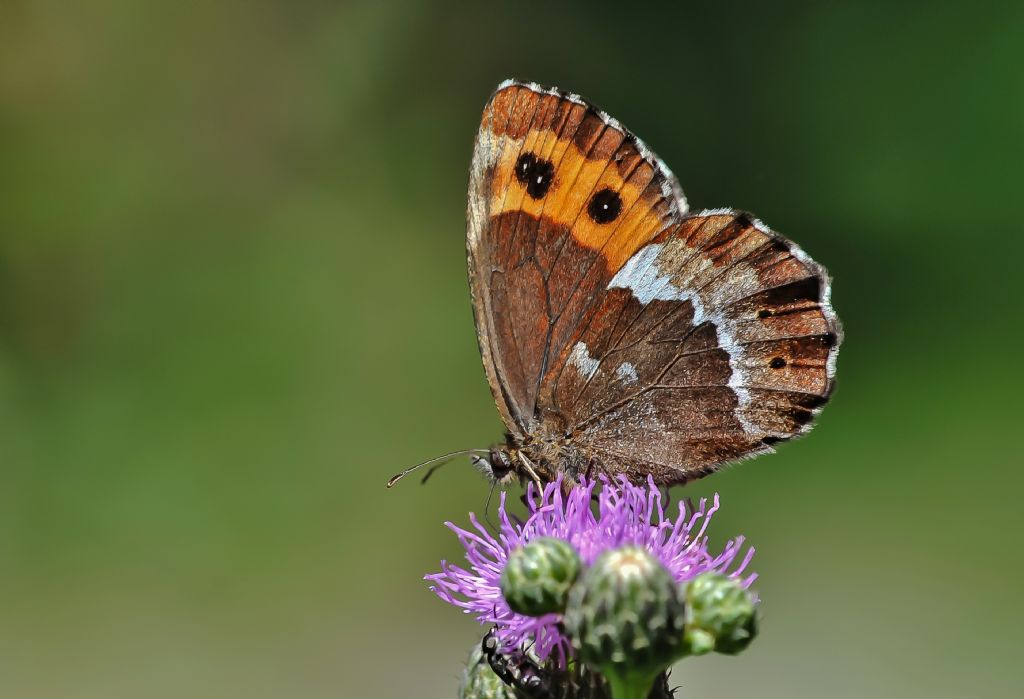 Erebia euryale ? No, Erebia ligea