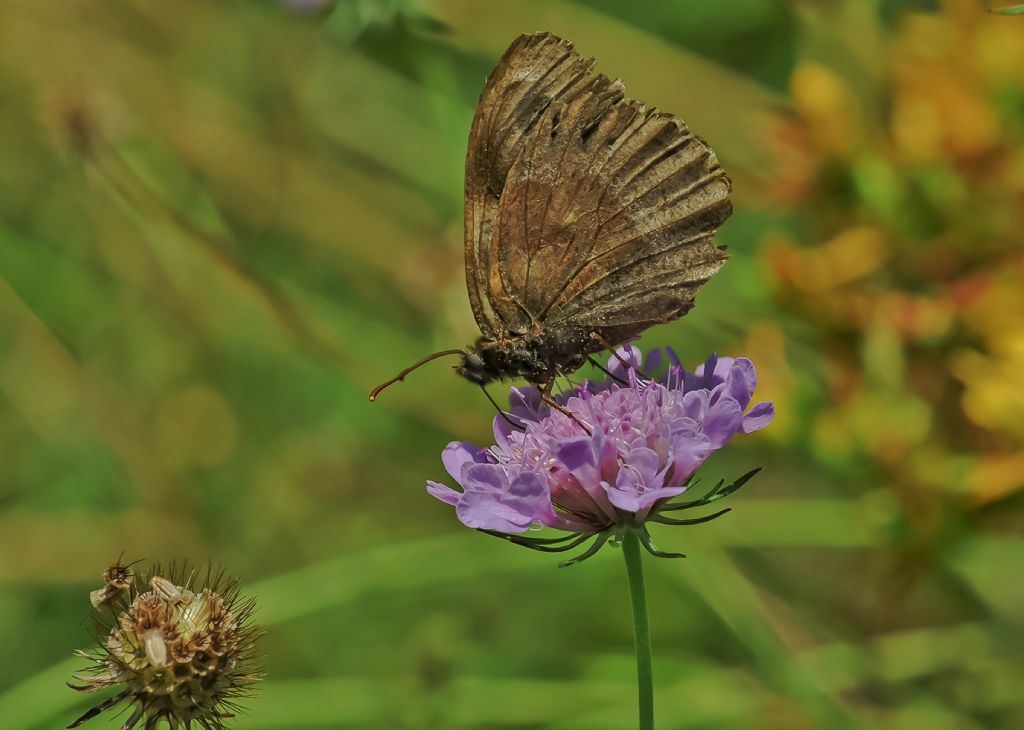 Hipparchia statilinus ?