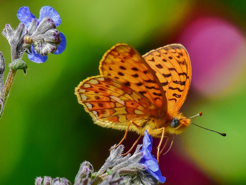 Argynnis niobe ?  No, Boloria euphrosyne