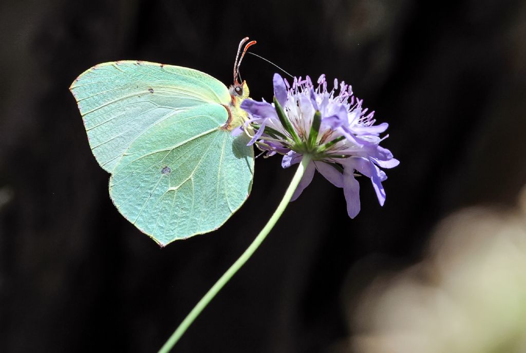 Gonepteryx cleopatra ? S