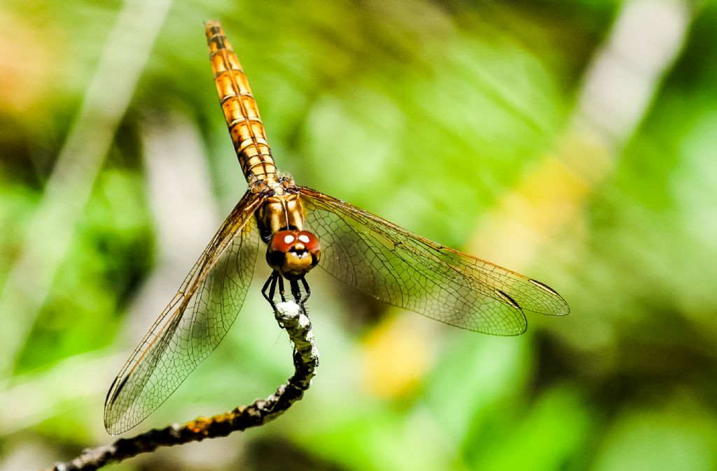 Aiuto per identificazione: Trithemis annulata