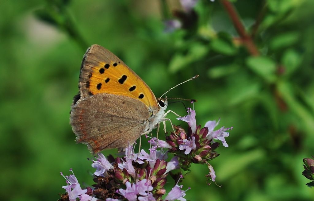 Lycaenidae da identificare - Lycaena phlaeas