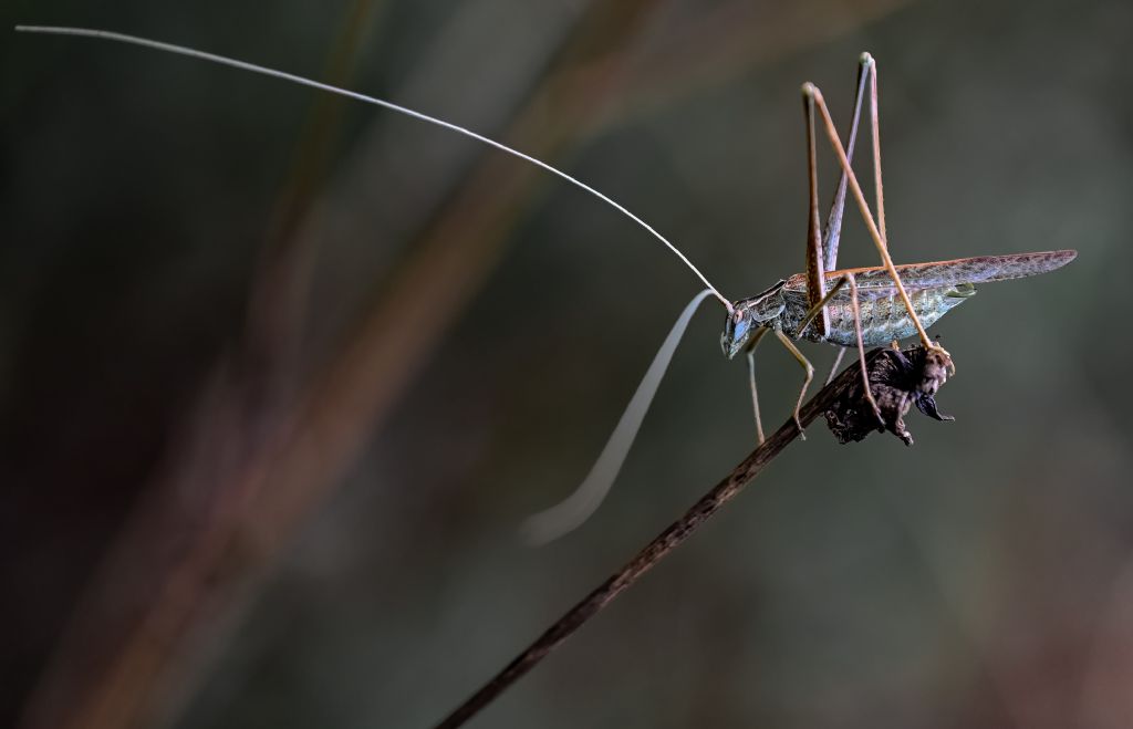 Tylopsis lilifolia (Phaneropteridae), maschio