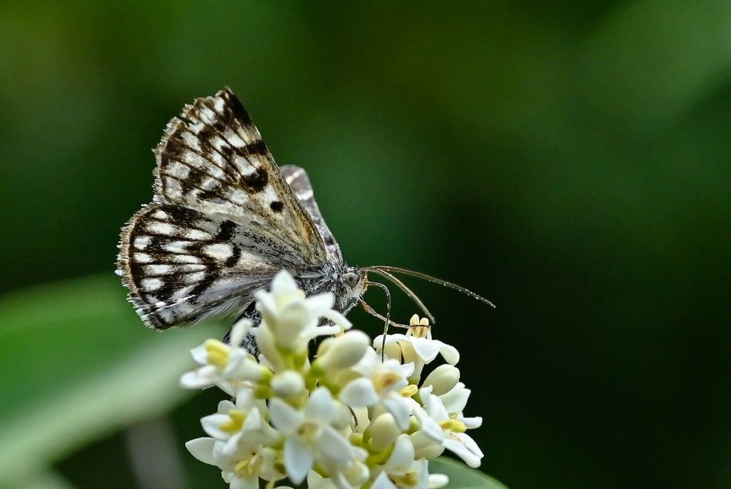 Euclidia mi - Erebidae