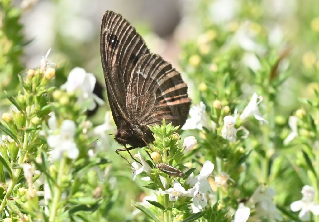 Satyrus ferula ? S, maschio