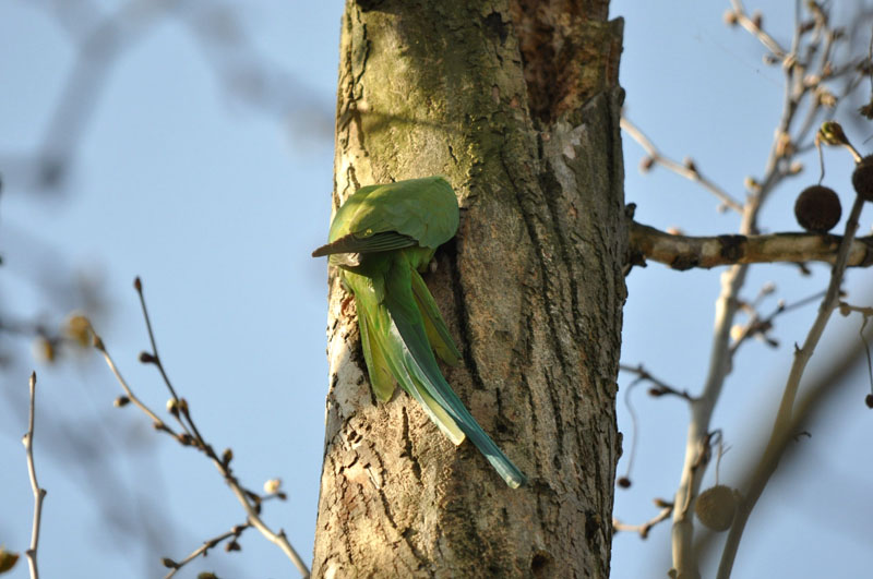 Pappagalli da identificare