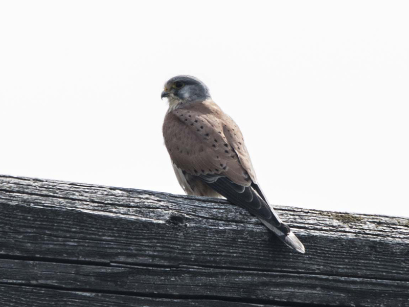 rapace da identificare