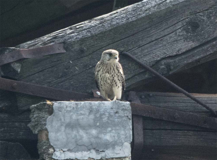 rapace da identificare