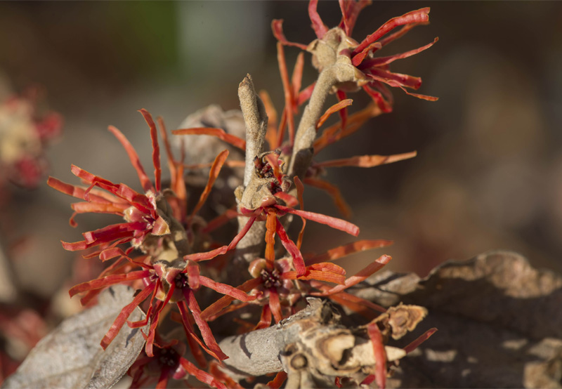 I fiori prima delle foglie:  Hamamelis sp.