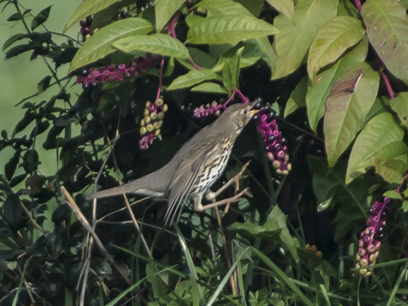 Tordo bottaccio (Turdus philomelos)