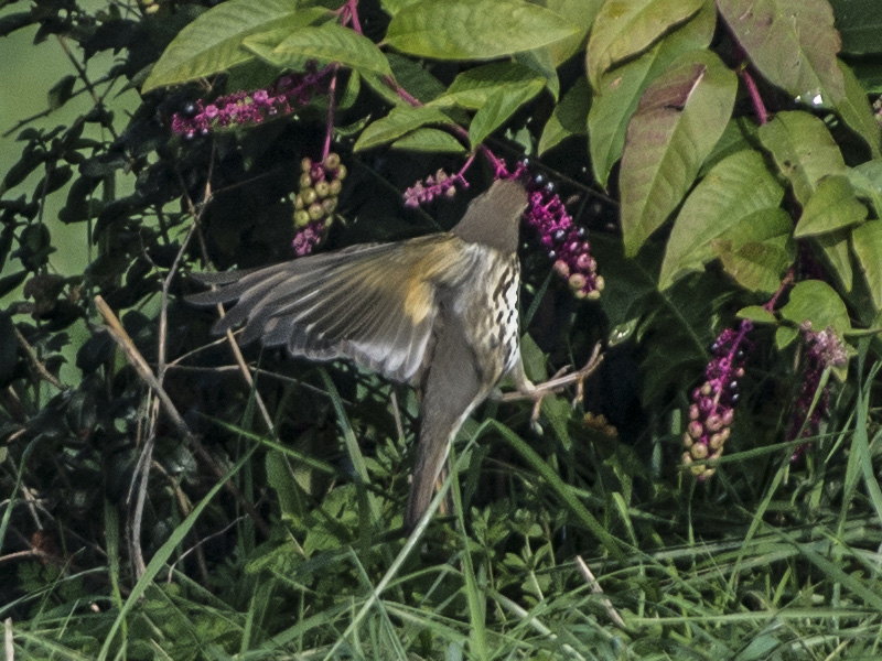 Tordo bottaccio (Turdus philomelos)