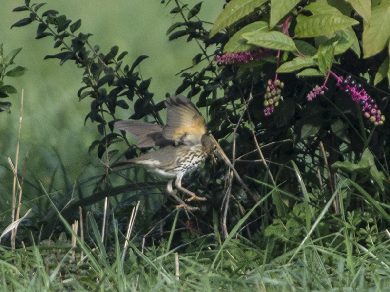 Tordo bottaccio (Turdus philomelos)