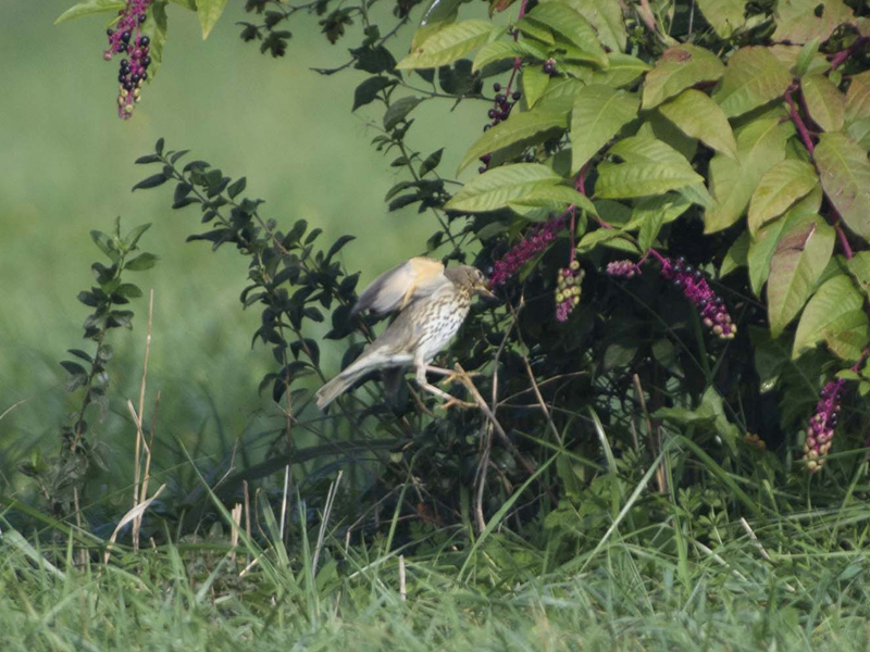 Tordo bottaccio (Turdus philomelos)