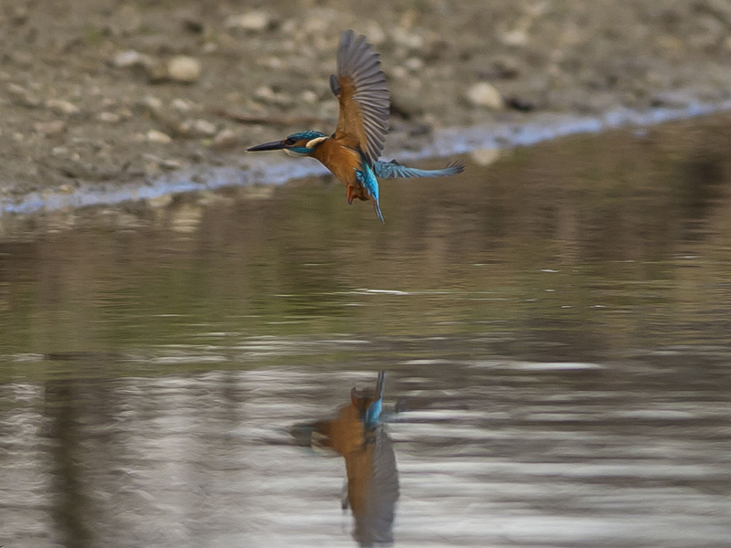 Tuffo del Martino (Alcedo atthis)