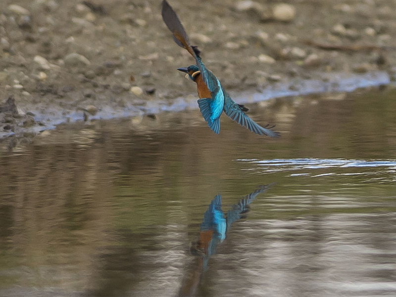 Tuffo del Martino (Alcedo atthis)