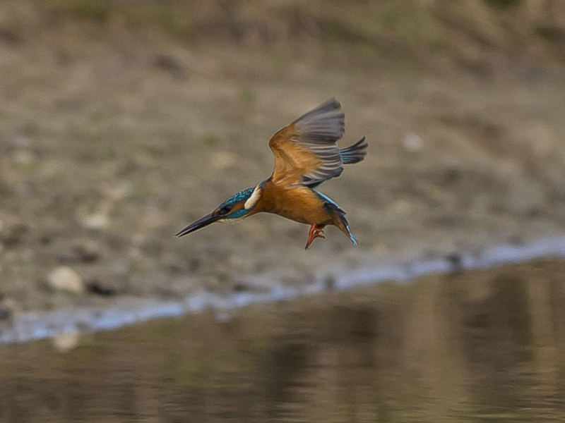 Tuffo del Martino (Alcedo atthis)