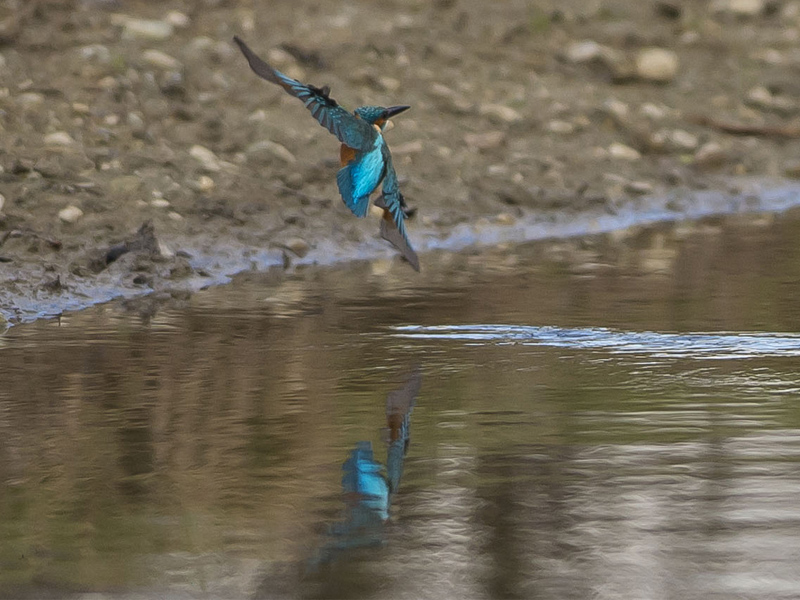 Tuffo del Martino (Alcedo atthis)