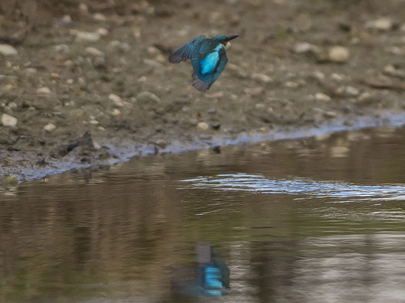 Tuffo del Martino (Alcedo atthis)