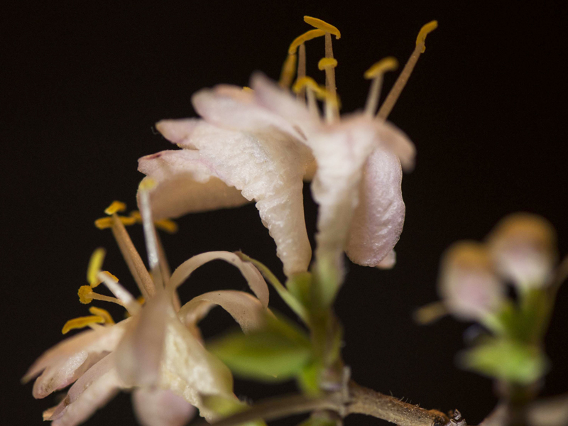 Lonicera fragrantissima (Caprifoliaceae)
