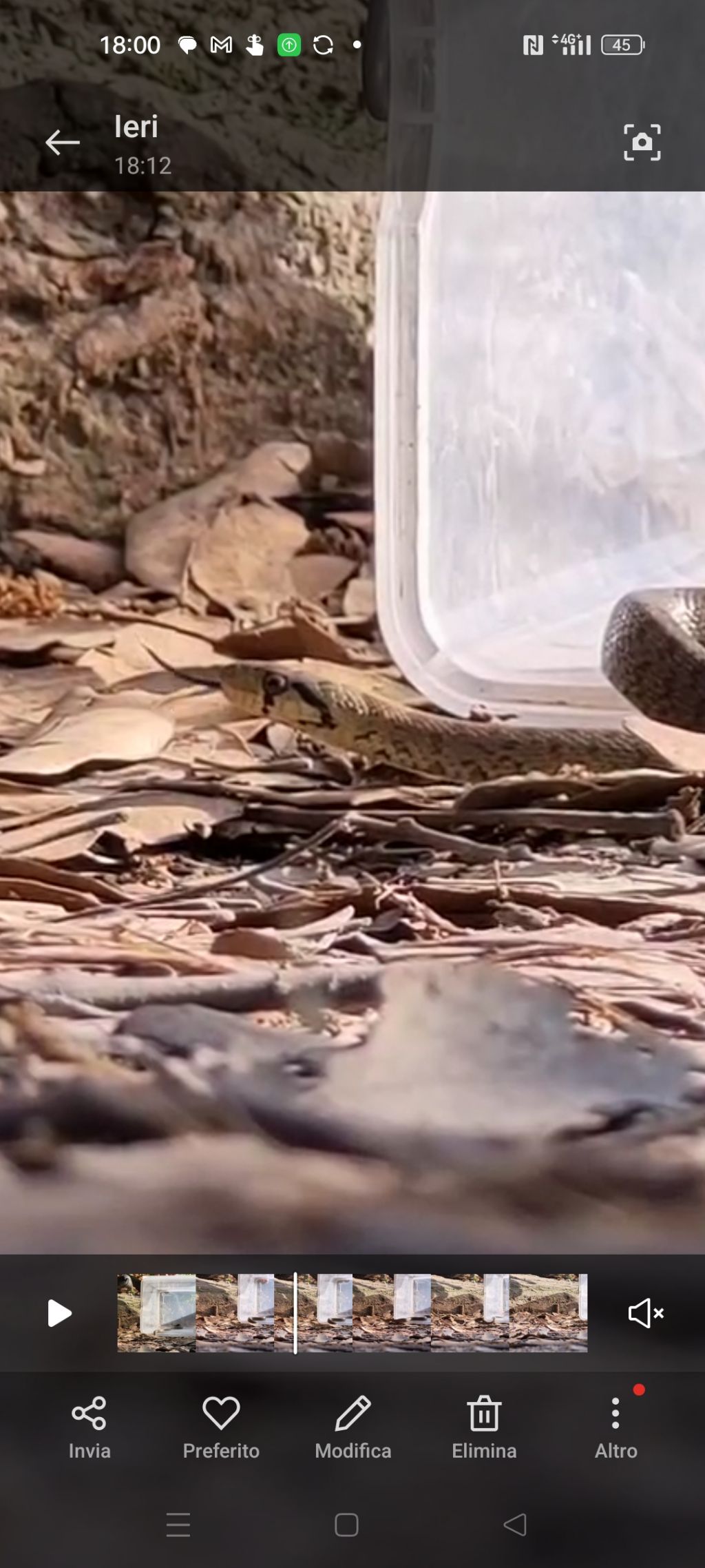 Zamenis longissimus o lineatus?