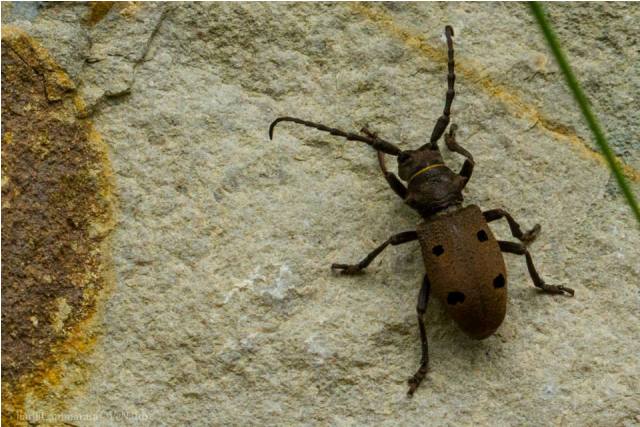 Herophila tristis