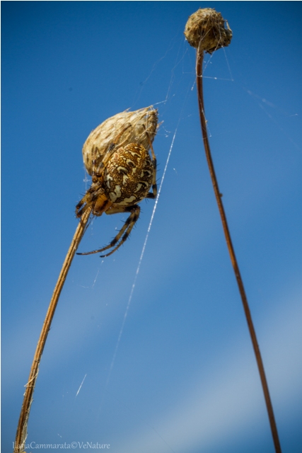 Neoscona byzanthina - Lago di Conza (AV)