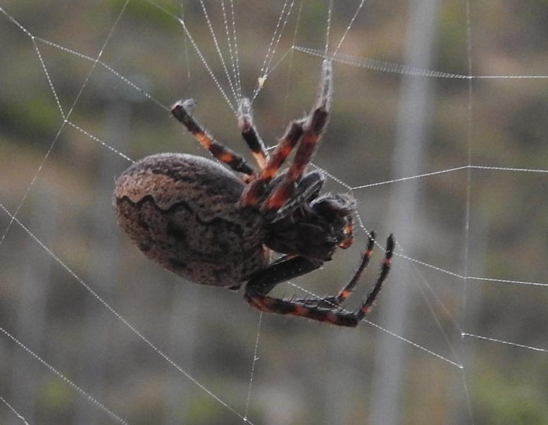 Nuctenea umbratica?  S ! - Gorgoglione (MT)